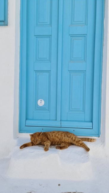 Pisica Grecia