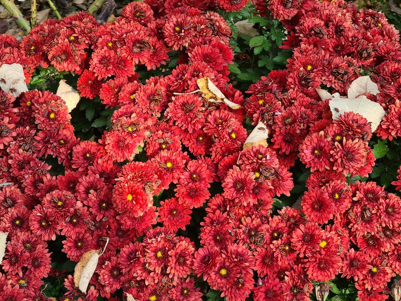 Flori rosii