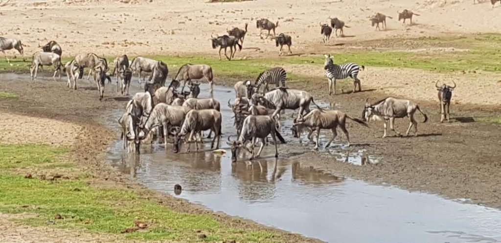 Antilope gnu si zebre