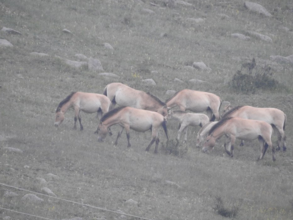Cai salbatici Mongolia