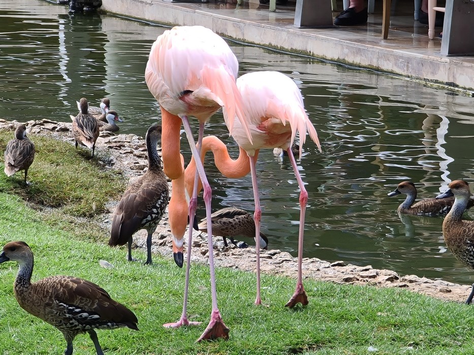 Flamingo