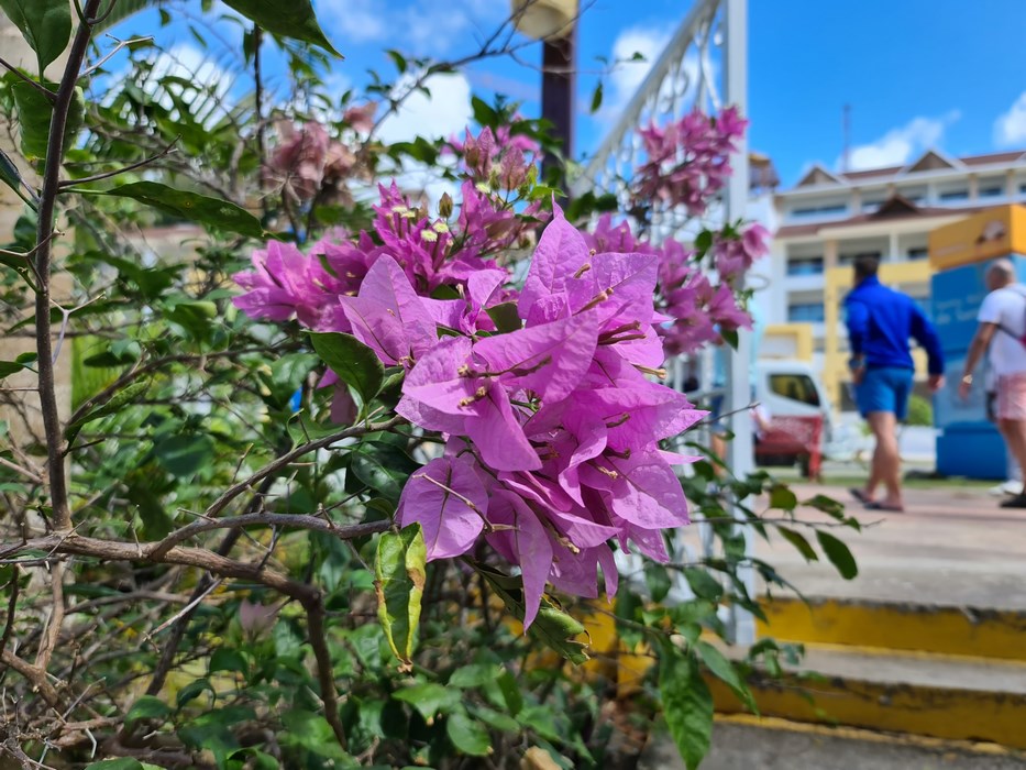 Flori Samana