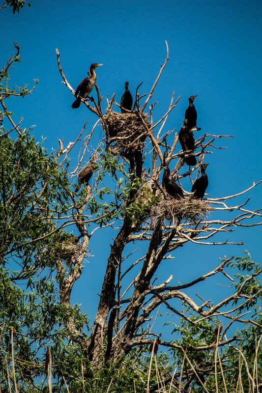 . Un copac cu cormorani