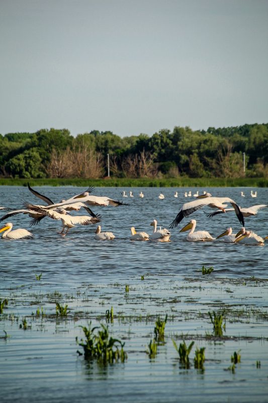 . Hello Delta Dunării