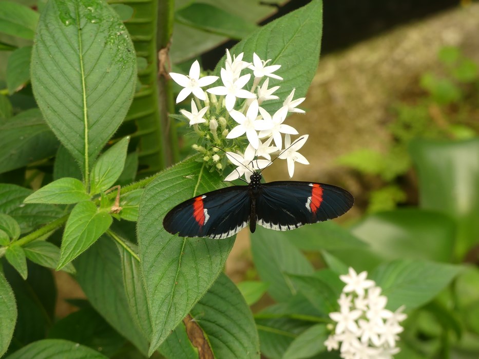 Fluturi Ecuador