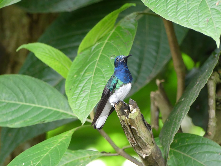 Colibri Ecuador