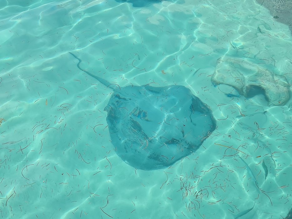 Pisica de mare