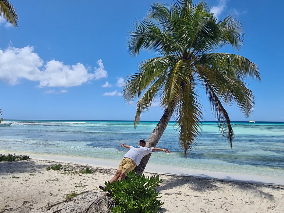 Palmierul din Saona