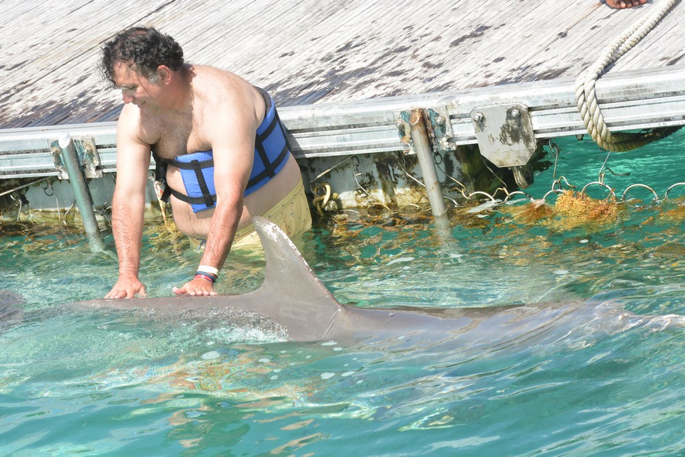 Delfin mangaiat