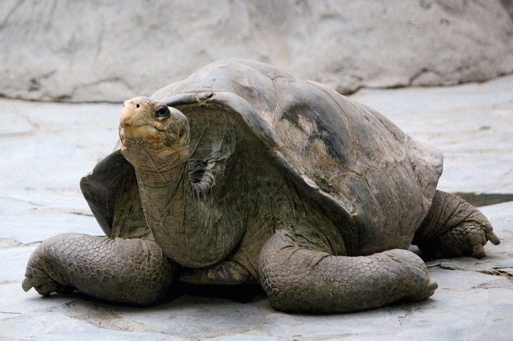 Broasca testoasa Galapagos