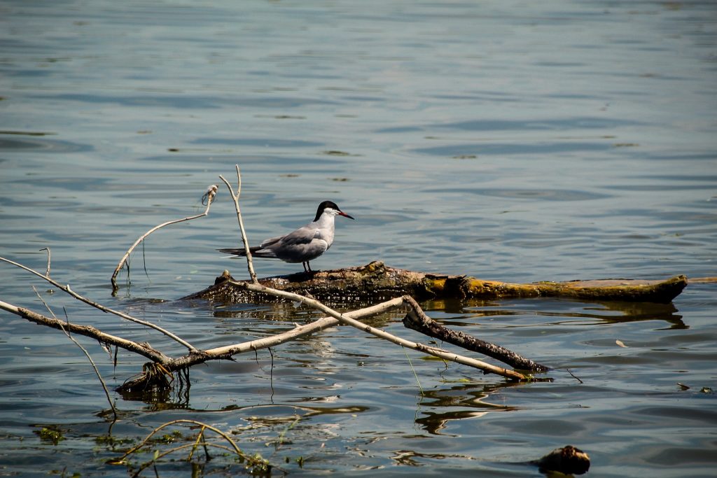 Fauna din Delta Dunării