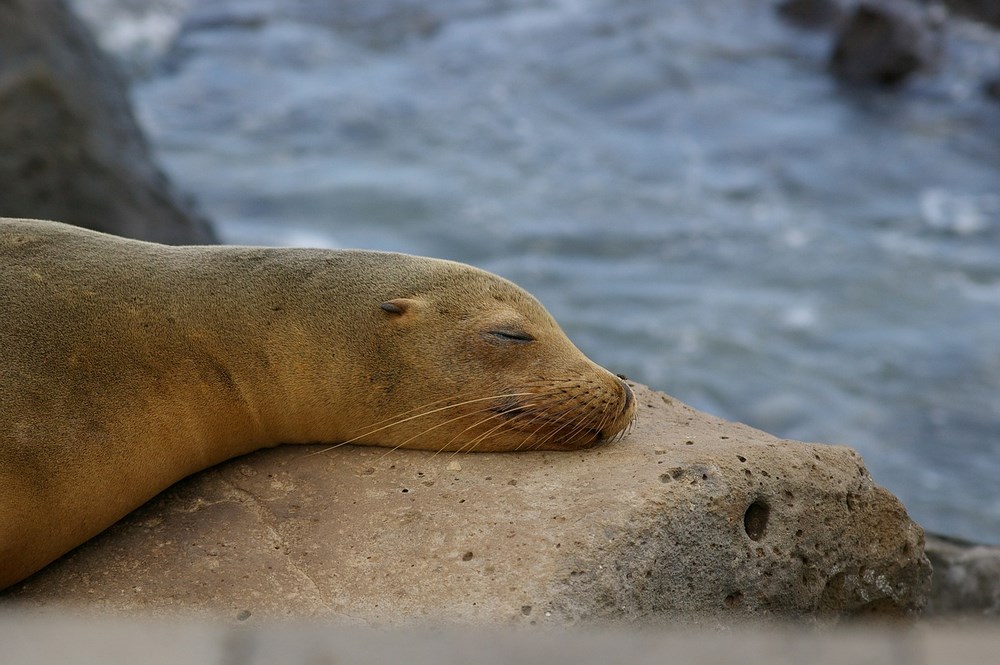 Lei de mare Galapagos