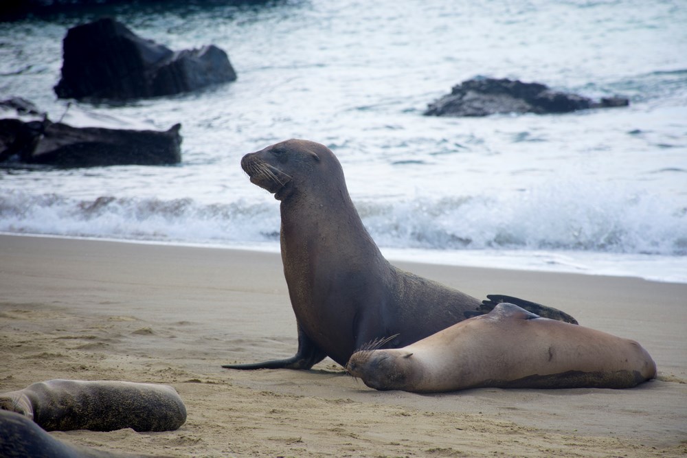 Leu de mare Ecuador