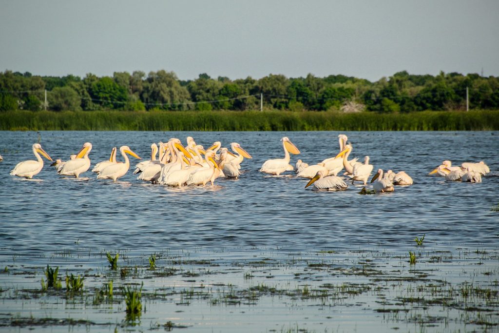 Pelicani în Delta Dunării