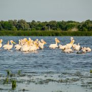 Pelicani în Delta Dunării