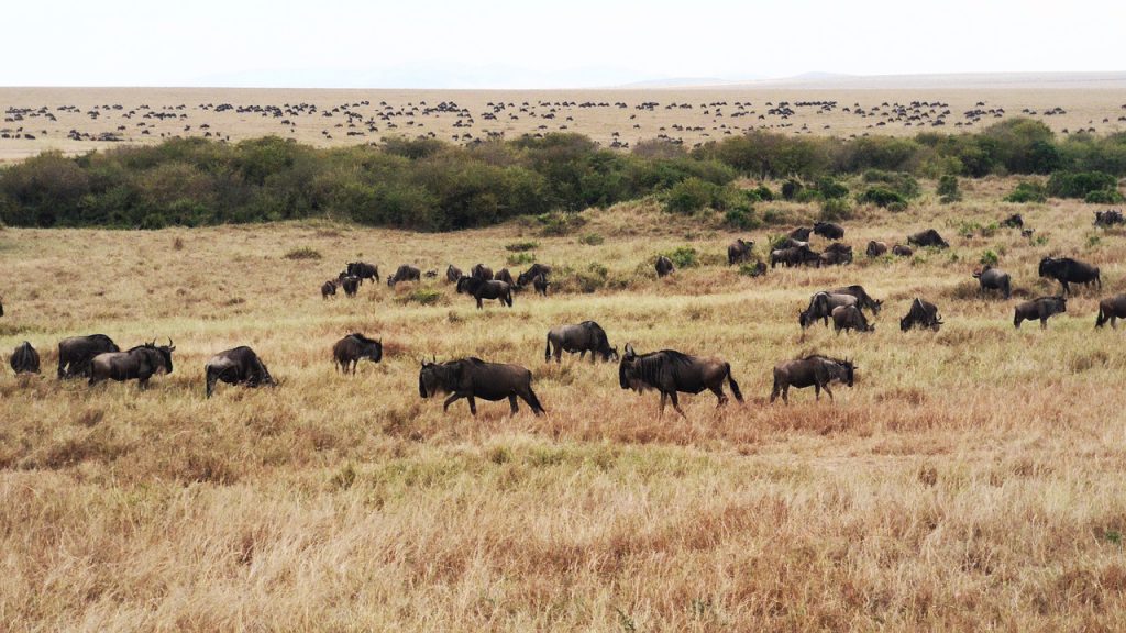 Marea Migratie Masai Mara