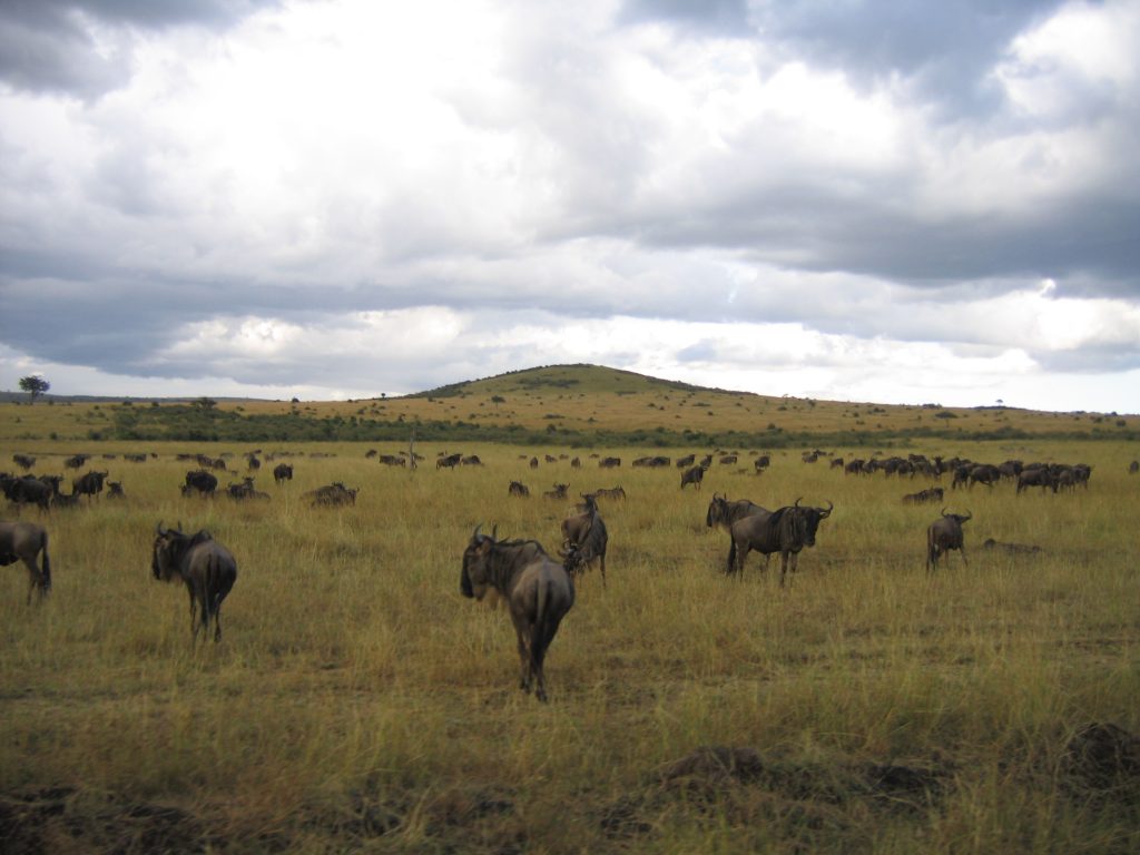 Marea Migratie Masai Mara