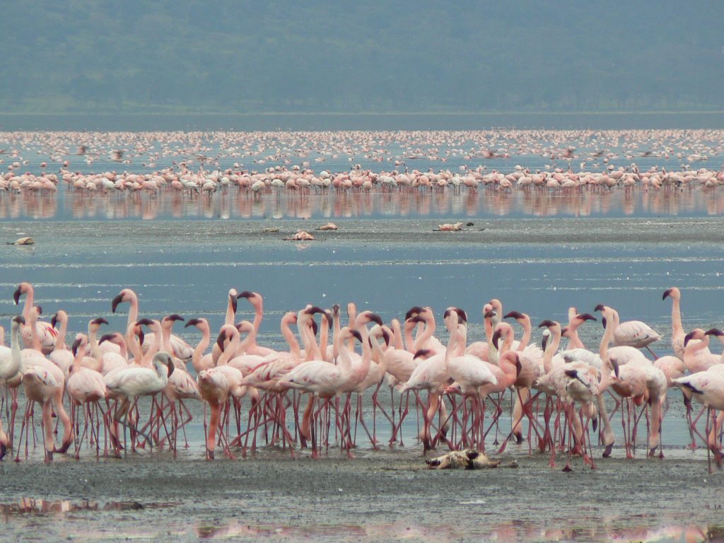 Flamingo Nakuru