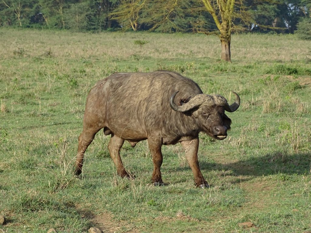 Bivol Nakuru