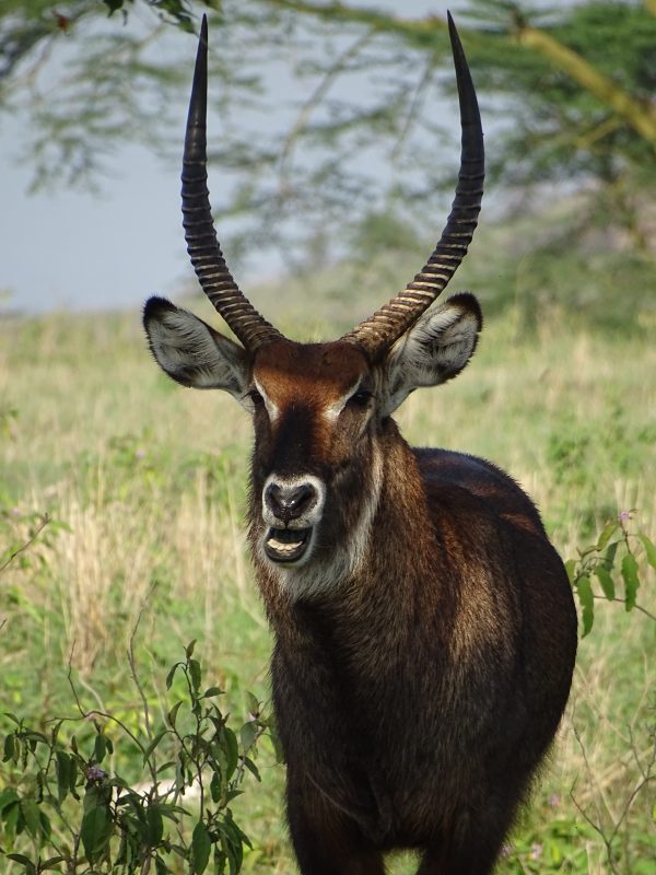Cerb Nakuru