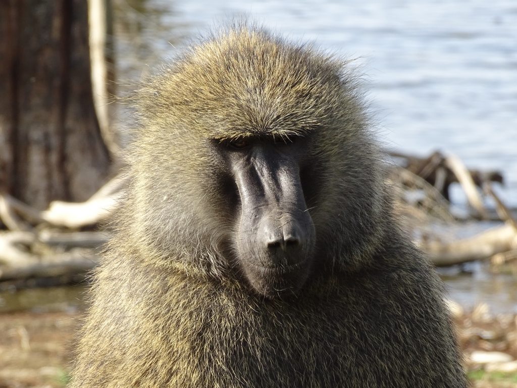 Maimuta Nakuru
