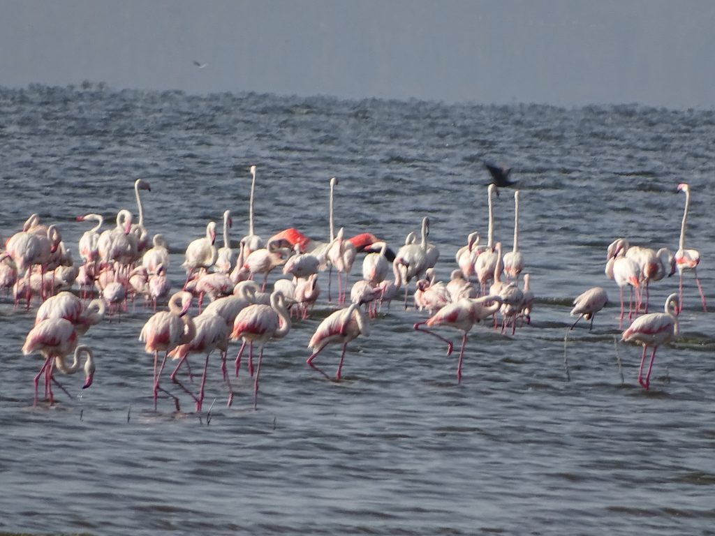 Flamingo