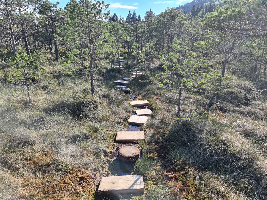 Peat bog trail
