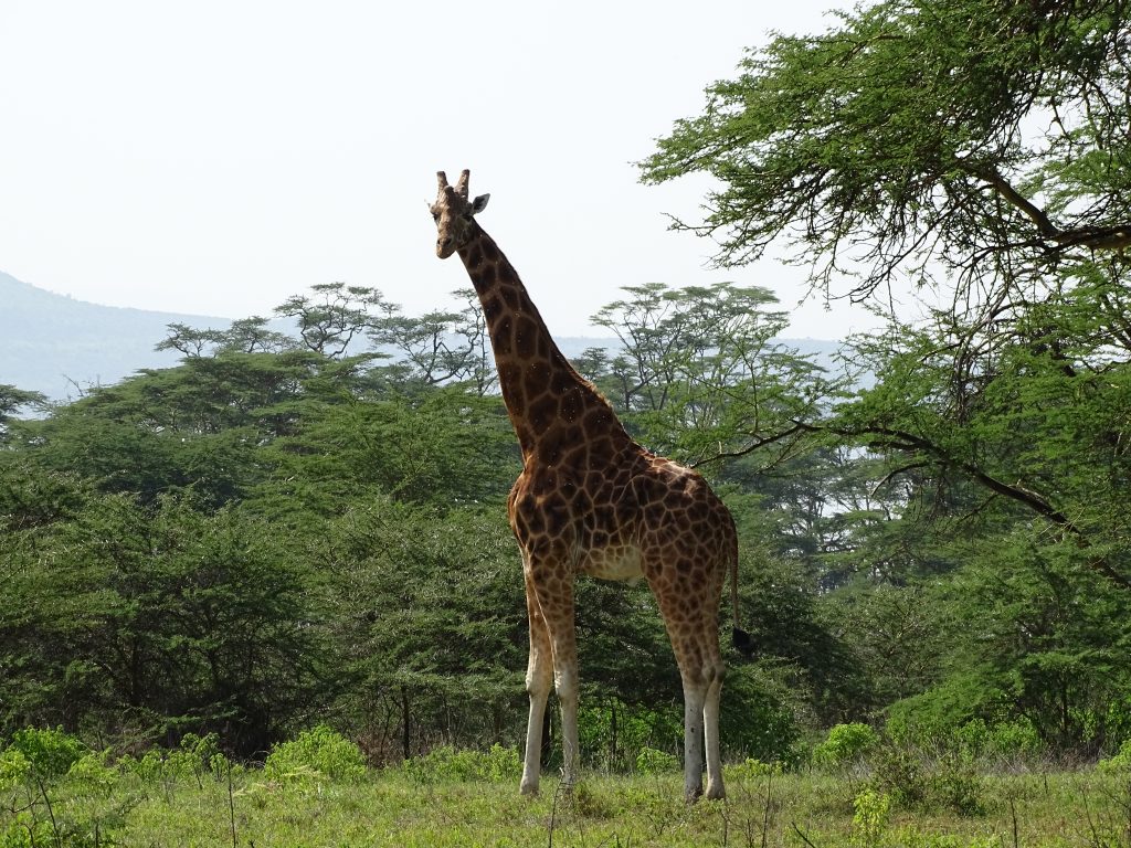 Welcome to Masai Mara