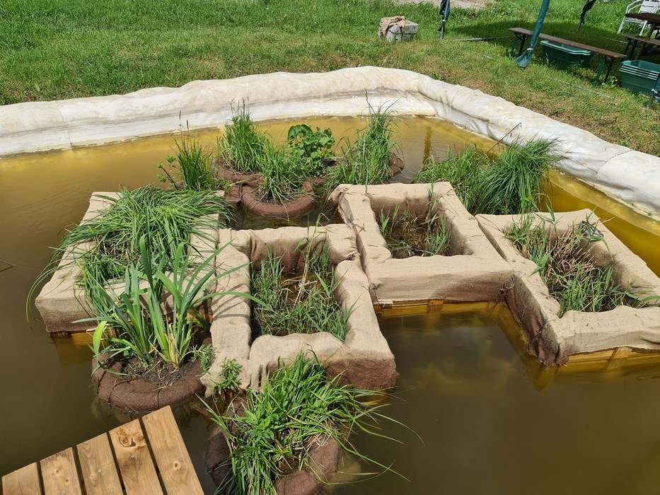 Crestere plante care filtreaza