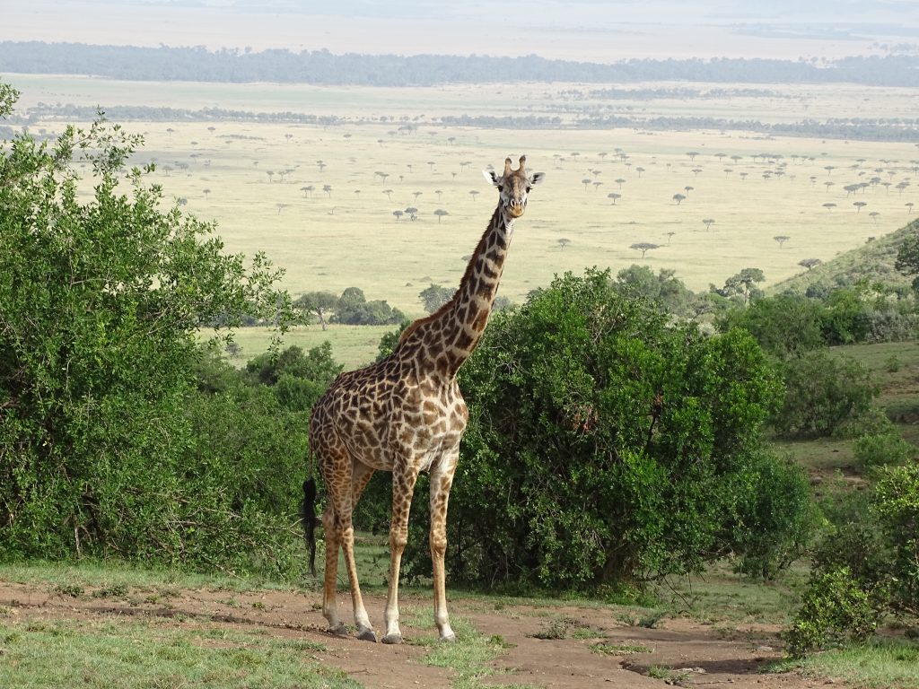 Girafa Masai Mara