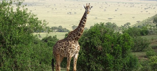 Girafa Masai Mara