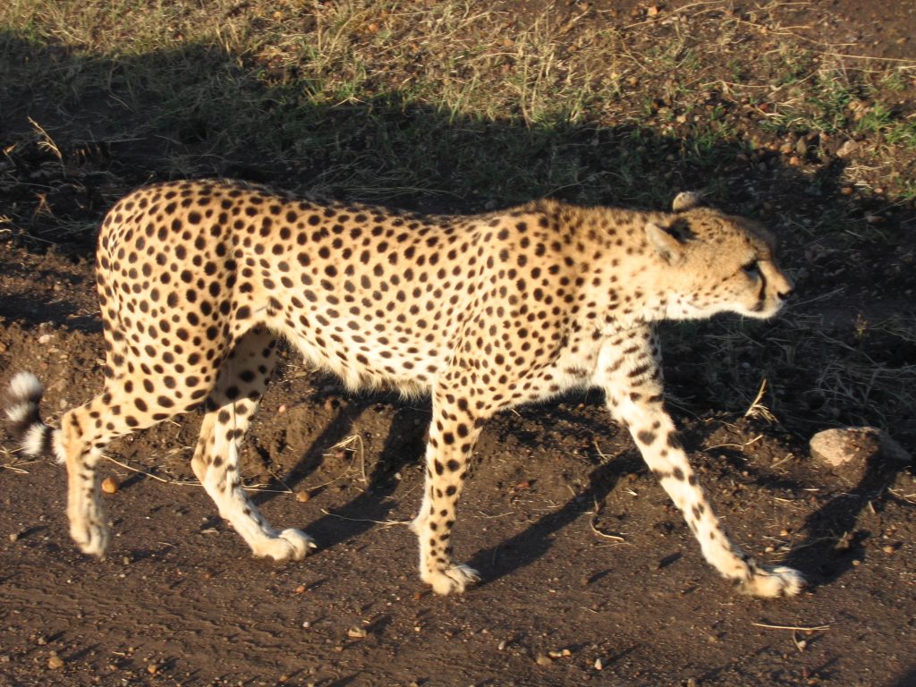 Ghepard la plimbare
