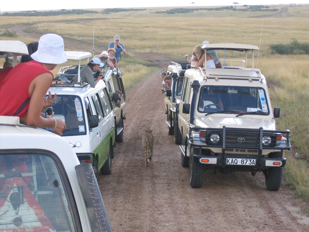 Ghepard intre masini