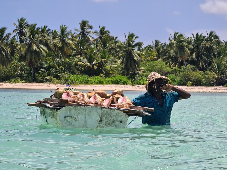 Nuci de cocos