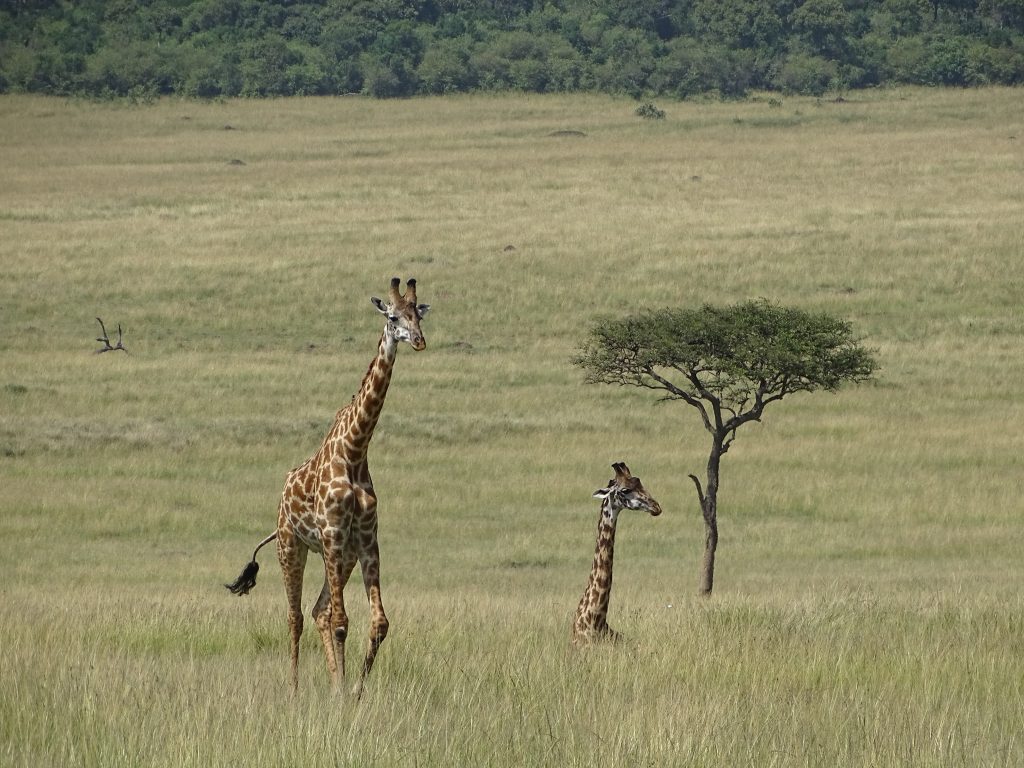 Girafe