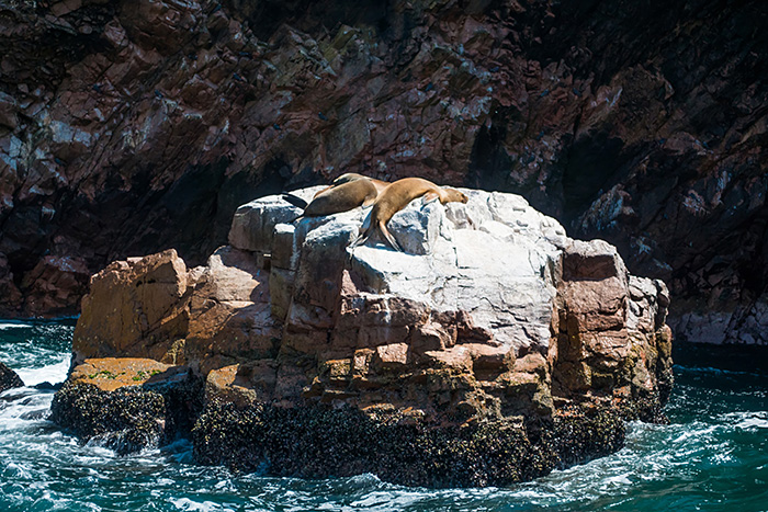 Ballestas Peru