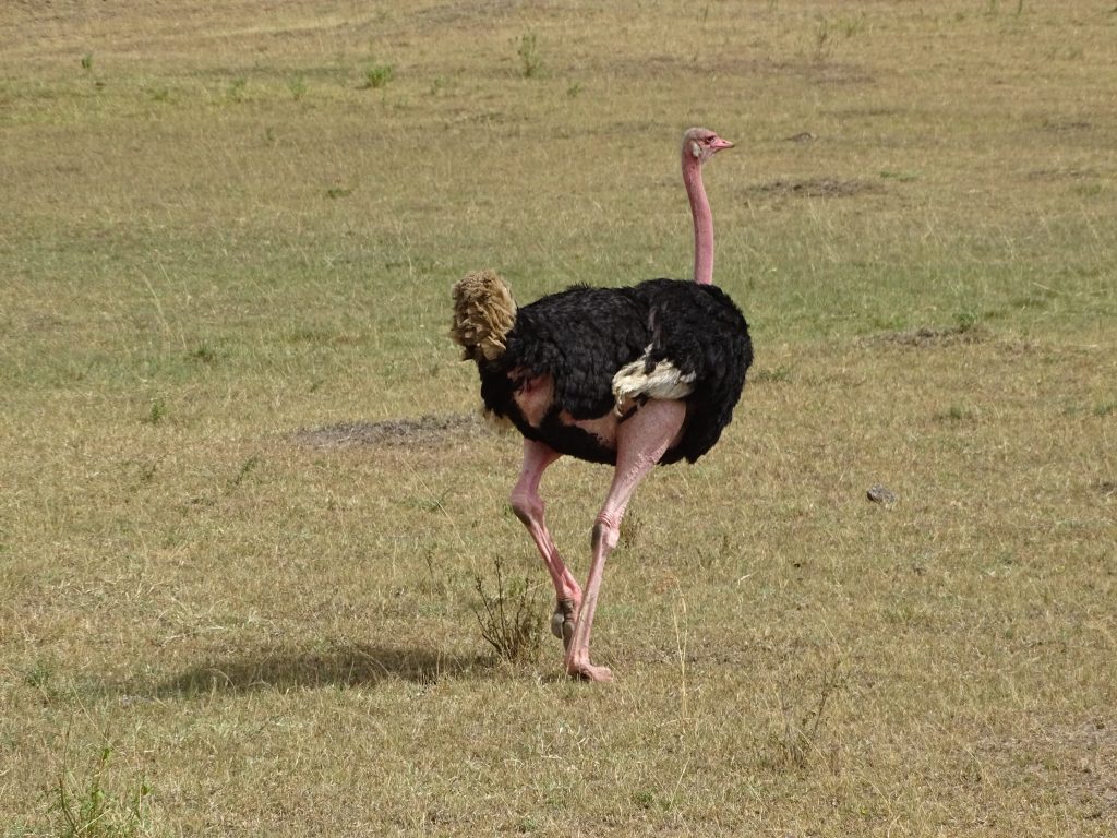 Strut