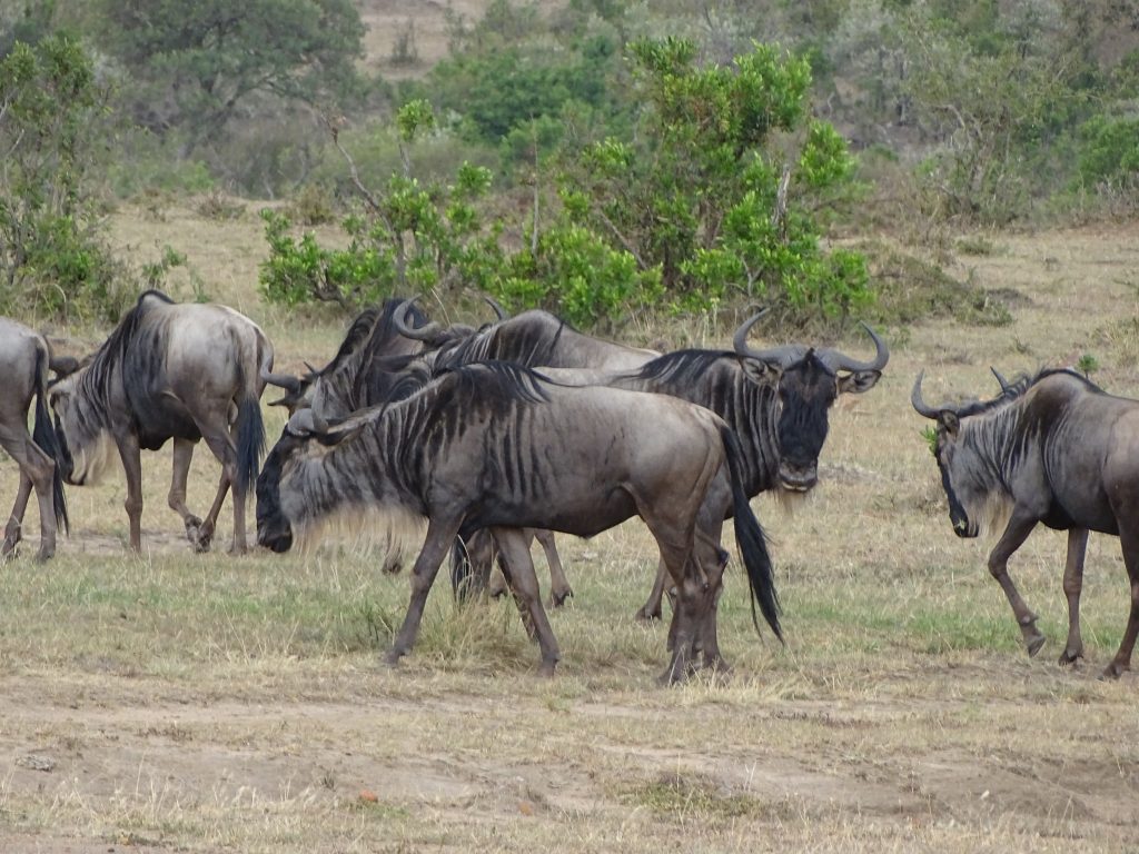 Antilope gnu