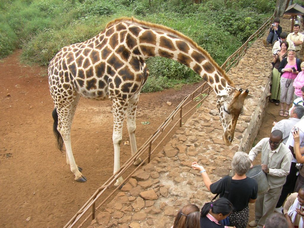 Giraffe Center Nairobi