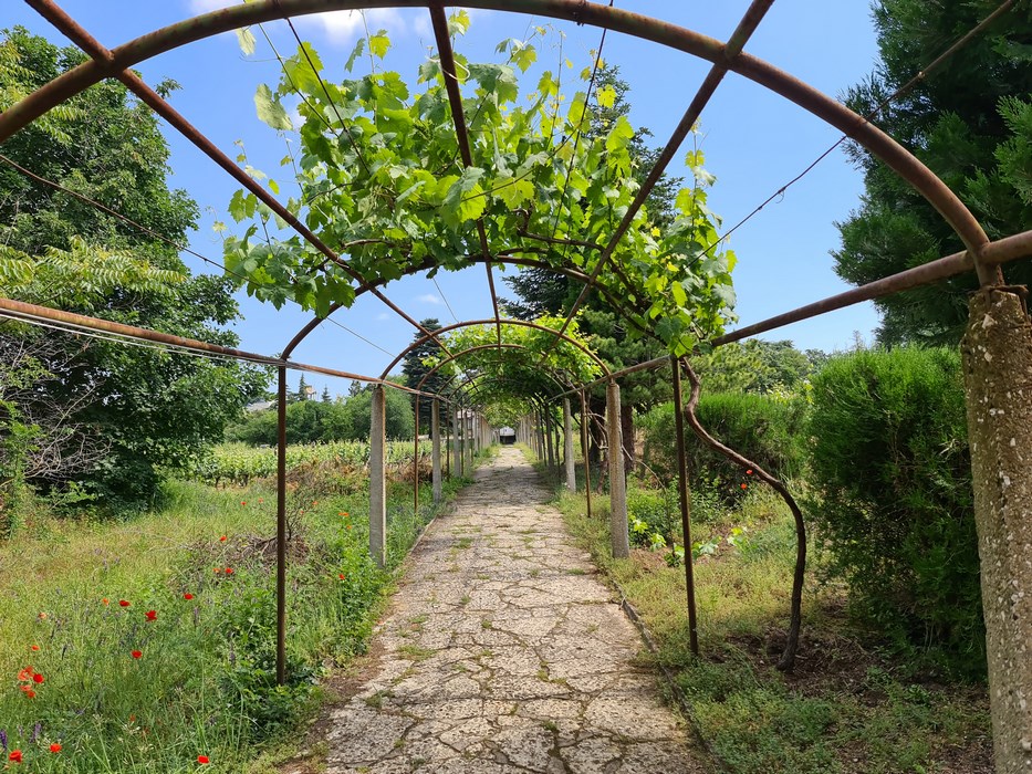 Podgorie Euxinograd