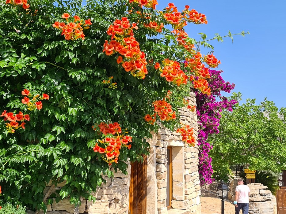 Flori in Thasos