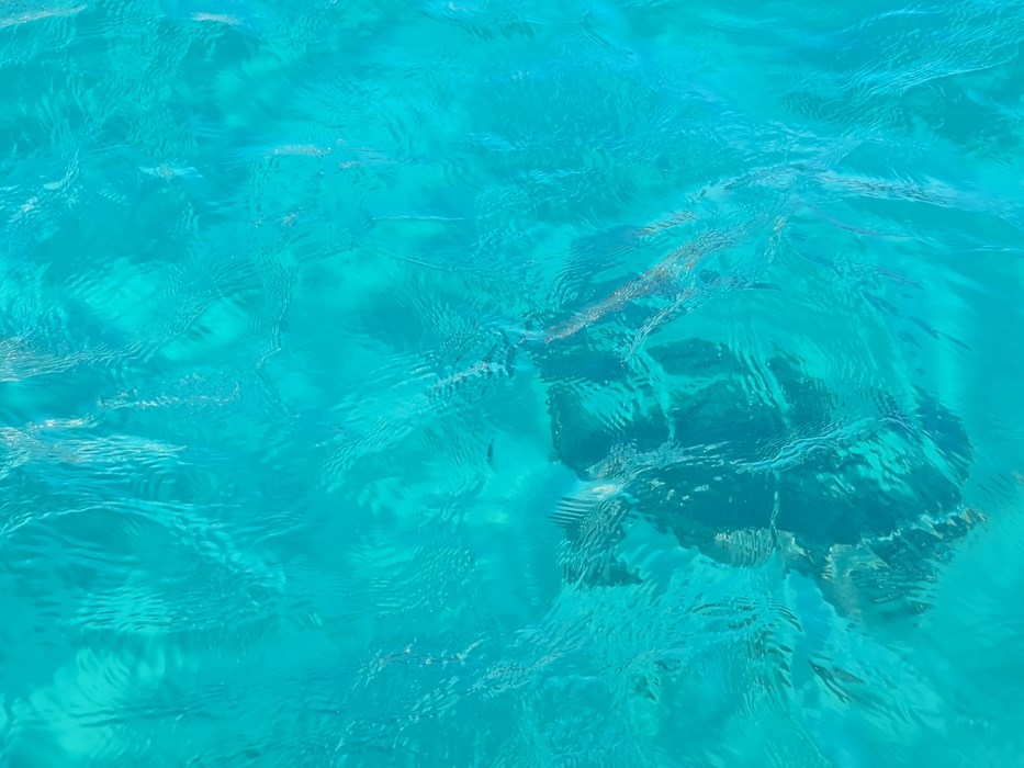 Broasca testoasa Zakynthos
