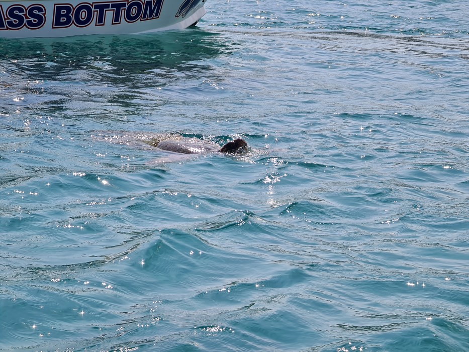 Testoasa in Zakynthos