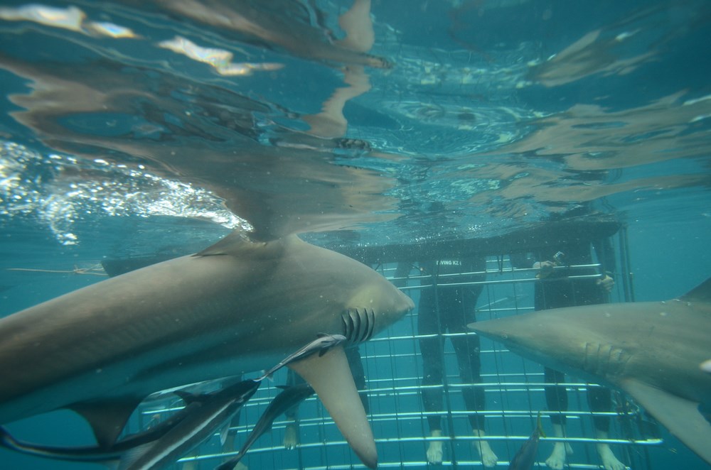Rechini Shark diving
