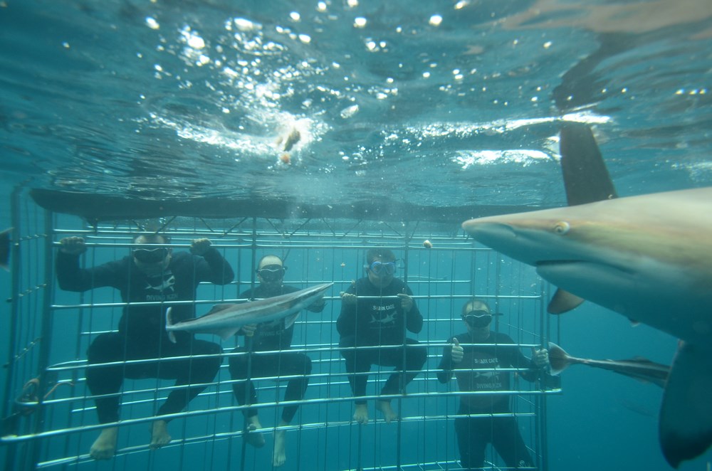 Shark diving