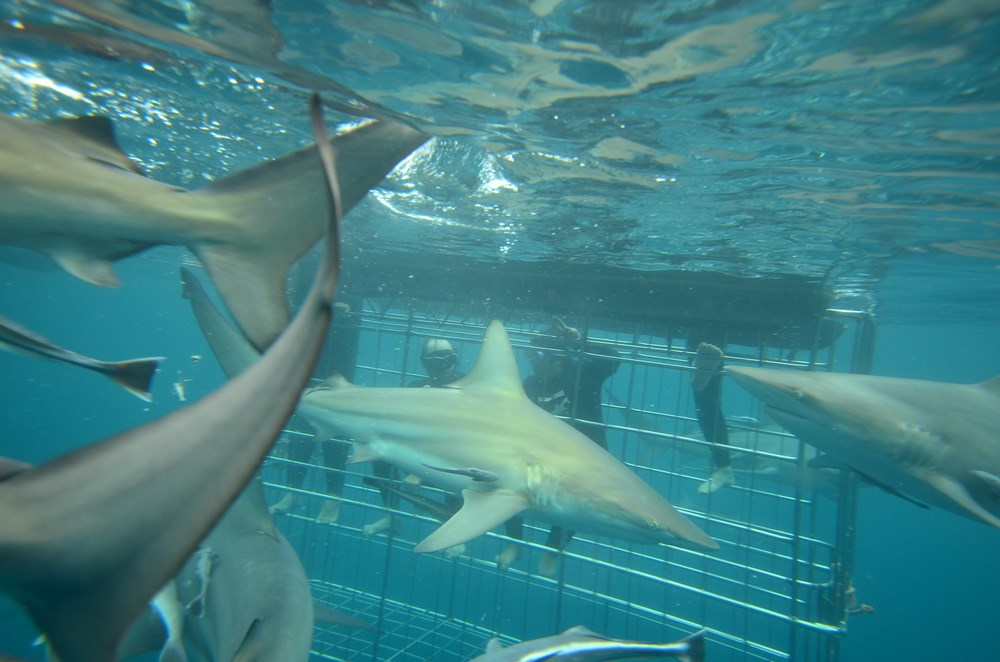 Shark diving Durban