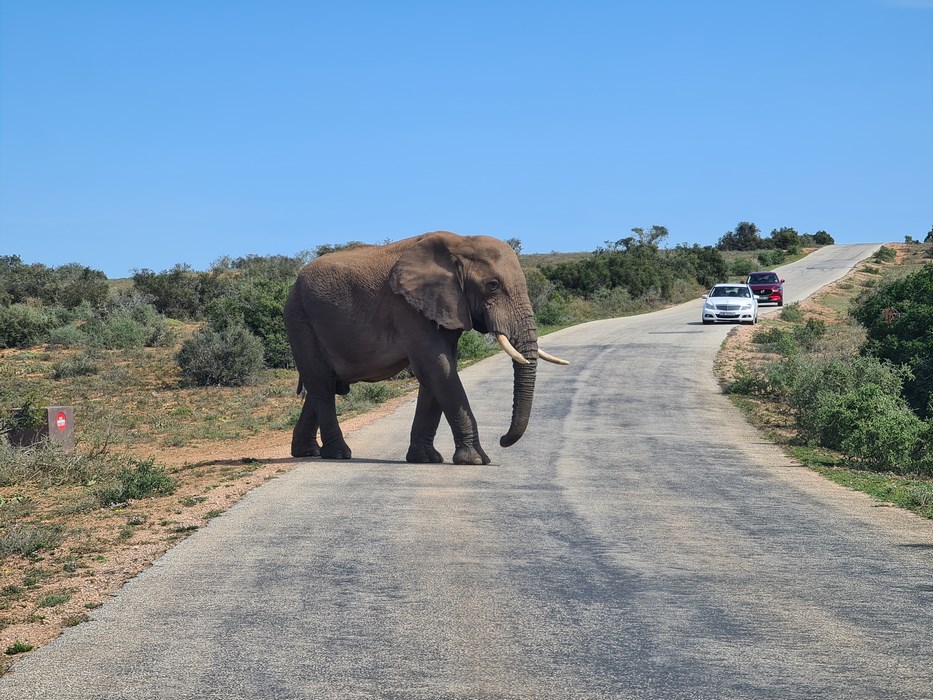 Elefant traversand soseaua