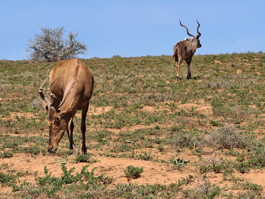 Antilope