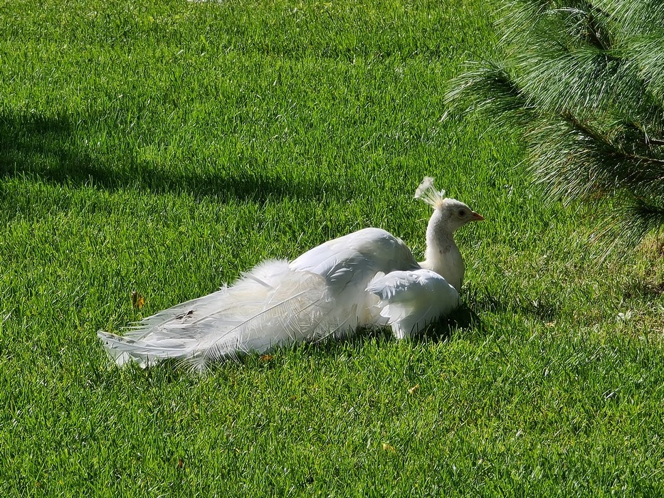 Paunita alba