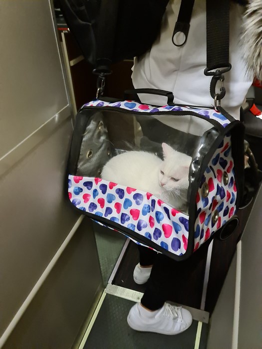 Pisica in avion
